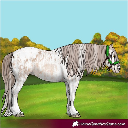 Horse Color:Amber Champagne Sabino Tobiano Appaloosa and Amber Champagne Sabino Splash Tobiano Appaloosa