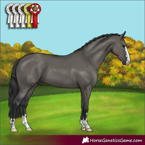 Horse Color:Grullo