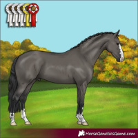 Horse Color:Grullo