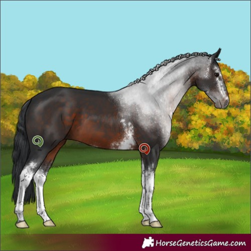Horse Color:White Spotted Brown 