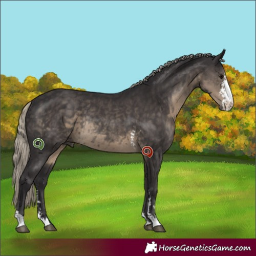 Horse Color:Silver Smoky Black Sabino Rabicano 