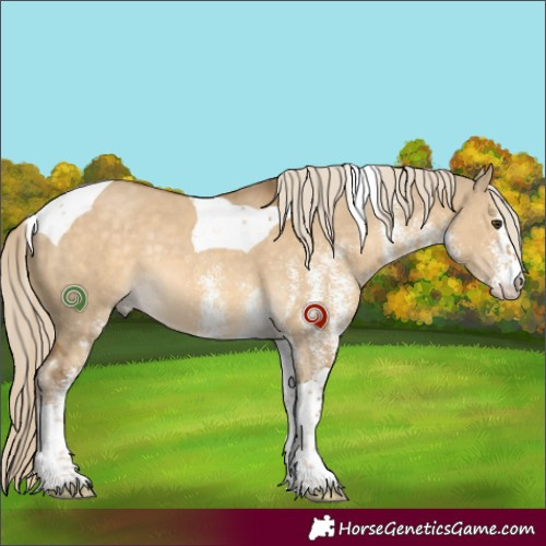 Horse Color:White Spotted Chocolate Palomino Dun Tobiano Rabicano 
