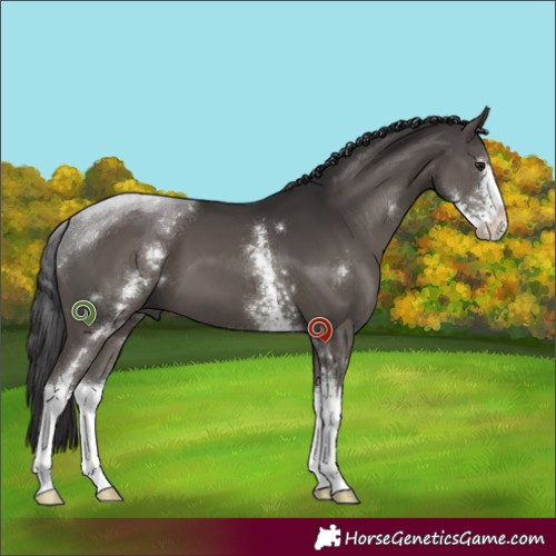Horse Color:White Spotted Smoky Grullo Sabino 