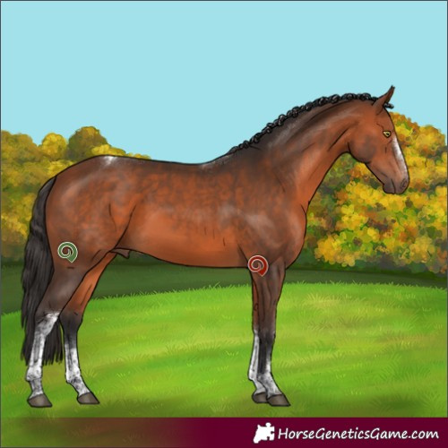 Horse Color:White Spotted Bay Tobiano 