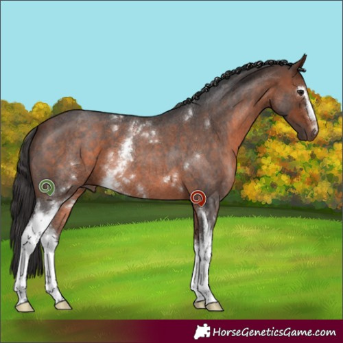 Horse Color:White Spotted Bay Roan 