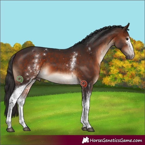 Horse Color:White Spotted Bay 