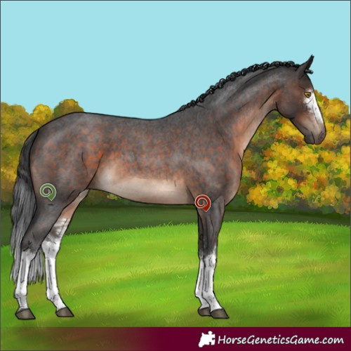 Horse Color:White Spotted Brown Roan 
