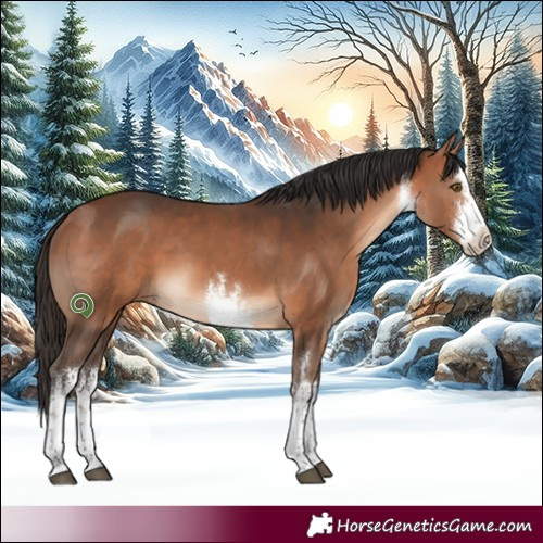 Horse Color:White Spotted Bay 
