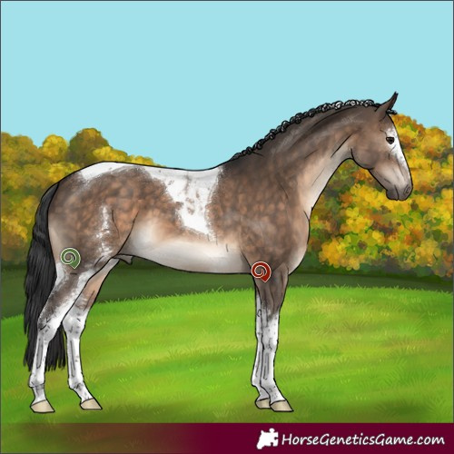 Horse Color:White Spotted Brown Dun Tobiano 