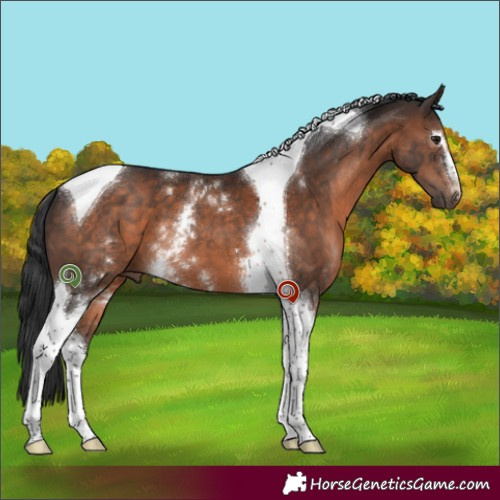 Horse Color:White Spotted Brown Tobiano 