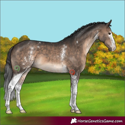 Horse Color:White Spotted Brown Dun Sabino 