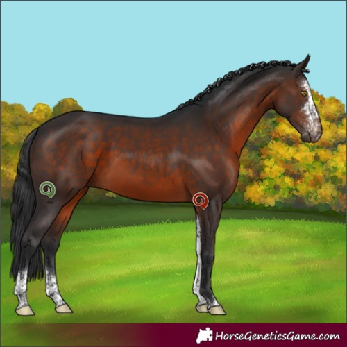 Horse Color:Brown Sabino 