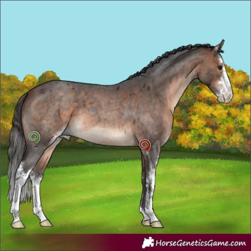 Horse Color:Bay Roan Sabino 
