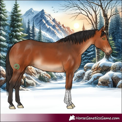 Horse Color:White Spotted Bay Tobiano