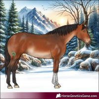 Horse Color:White Spotted Bay Tobiano 