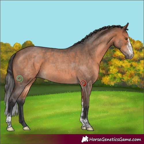 Horse Color:Bay Roan Sabino 