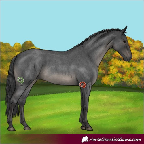 Horse Color:Blue Roan 