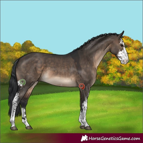 Horse Color:Brown Dun Sabino 