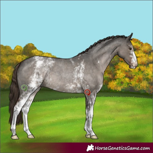 Horse Color:White Spotted Liver Red Dun Roan 