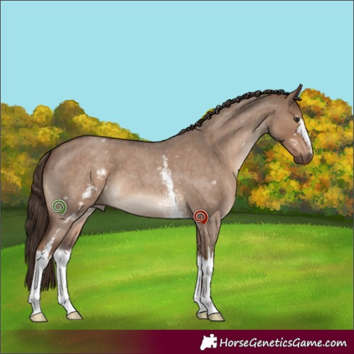 Horse Color:White Spotted Liver Red Dun Roan 