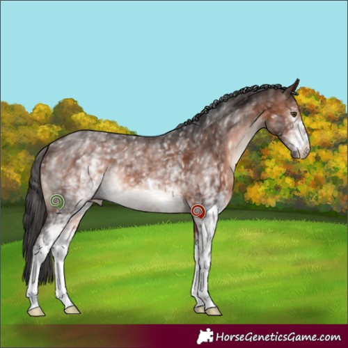 Horse Color:White Spotted Brown 