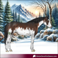 Horse Color:White Spotted Brown