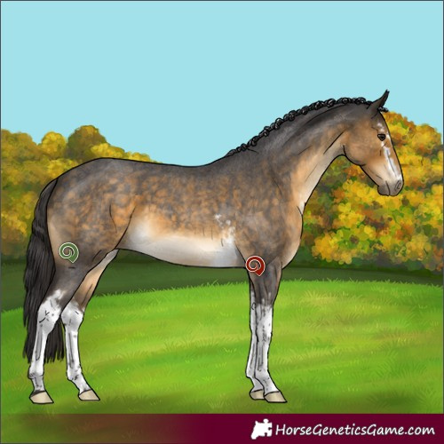 Horse Color:White Spotted Buckskin Roan 