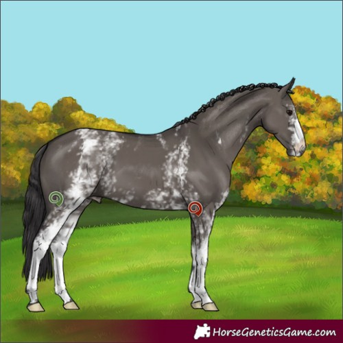 Horse Color:White Spotted Smoky Grullo 