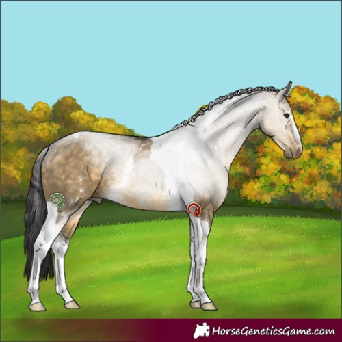 Horse Color:White Spotted Buckskin Dun Tobiano 