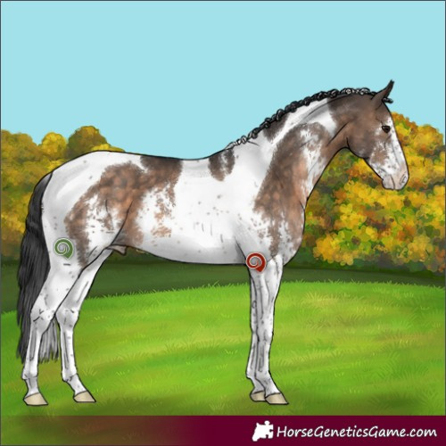 Horse Color:Brown Dun Sabino Tobiano 