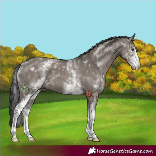 Horse Color:White Spotted Grullo 