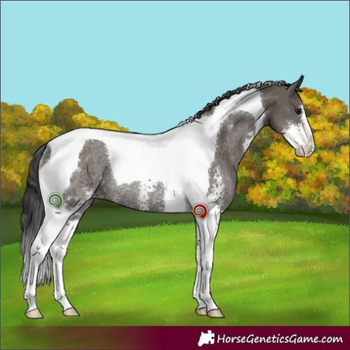 Horse Color:Smoky Grullo Sabino Tobiano Rabicano 