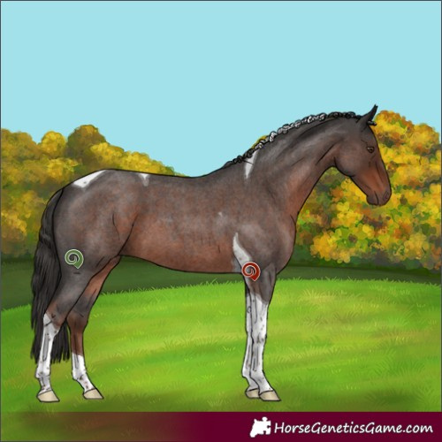 Horse Color:Liver Red Roan Tobiano 
