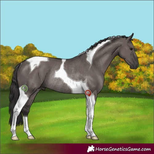 Horse Color:Smoky Grullo Tobiano Rabicano 