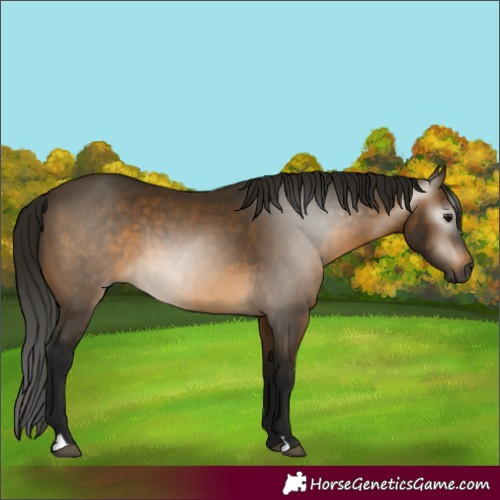 Horse Color:Unknown 