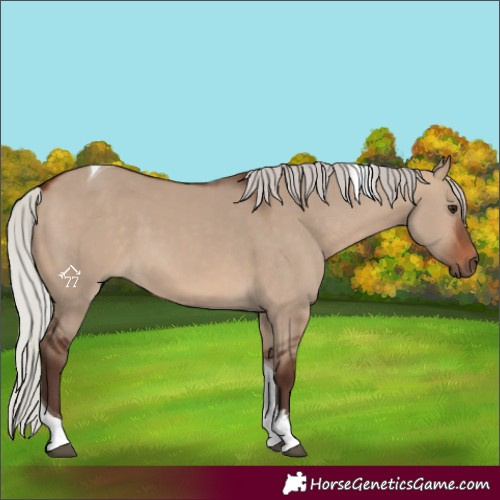 Horse Color:Silver Brown Dun Sabino Tobiano