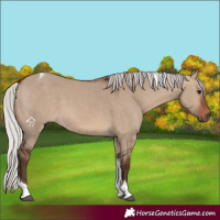Horse Color:Silver Brown Dun Sabino Tobiano 