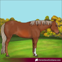 Horse Color:Chestnut Sabino