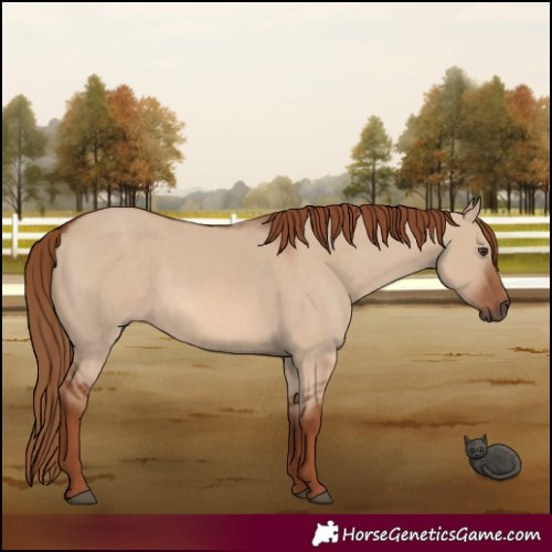 Horse Color:Red Dun 