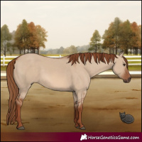 Horse Color:Red Dun 