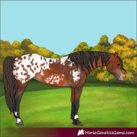 Horse Color:Bay Appaloosa 