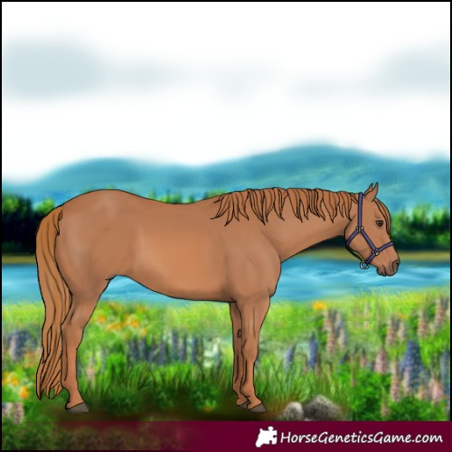 Horse Color:Chestnut 