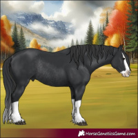 Horse Color:Black Splash Rabicano 