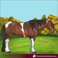 Horse Color:Bay Tobiano 
