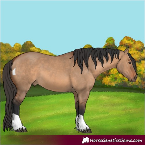 Horse Color:Bay Dun Tobiano 