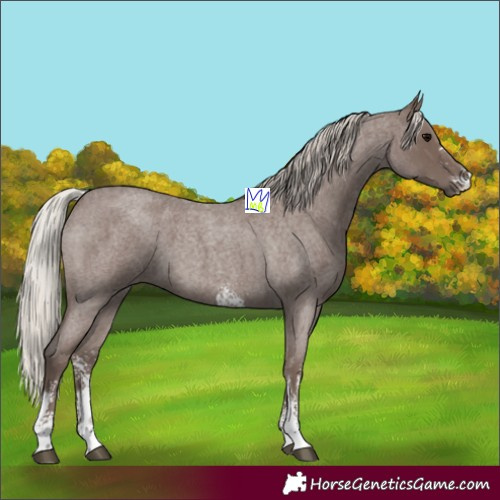 Horse Color:Silver Blue Roan Sabino 