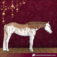 Horse Color:Red Dun Splash and Red Dun Splash