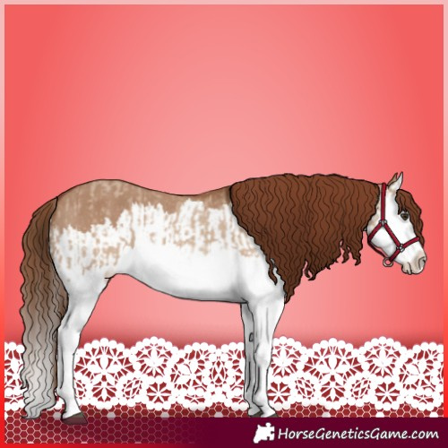 Horse Color:Red Dun Splash  and Red Dun Splash Appaloosa 