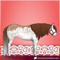 Horse Color:Red Dun Splash  and Red Dun Splash Appaloosa 