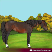 Horse Color:Brown 